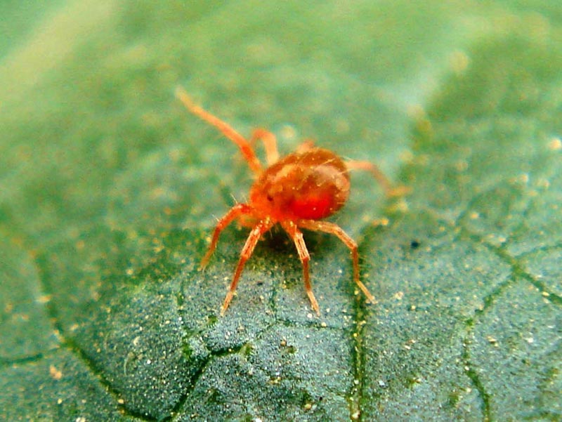 THUỐC TRỪ NHIỆN 