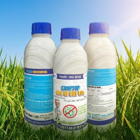 HOANGANH VIL 50SC - CROPTOP B&Aacute;C SĨ C&Acirc;Y L&Uacute;A